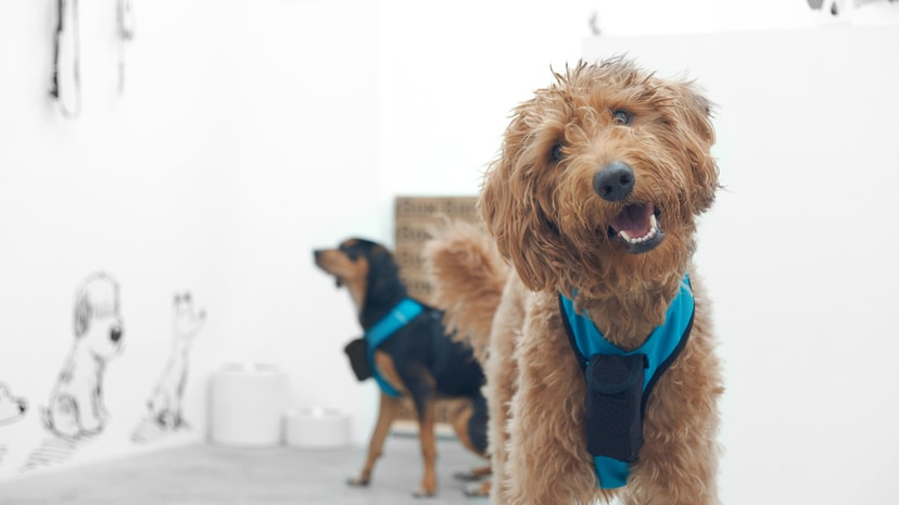 BarkShop Live
